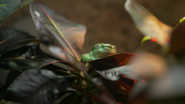 This video shows a Ranoidea splendida (splendid tree frog) hiding out in lush tropical tree top foliage.