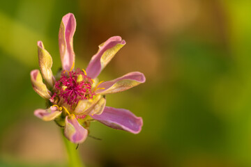 Selective focus Macro image of a  zinnia flower with vibrant and bright colors blooming in spring season with its petals opening