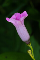 Obraz premium Beautiful pair of purple flowers buds with green and dark background blooming in spring time 