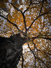 autumn in the park