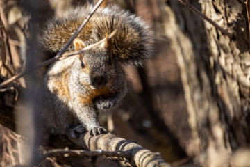 squirrels next to a tree in a park