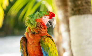 Guacamaya Loro Escarlata Verde Ara Macao Ave exótica parada de perfil en la playa junto a una palmera