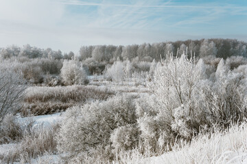 snow covered trees
