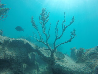 Fototapeta na wymiar corail mort