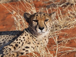 Cheetah resting