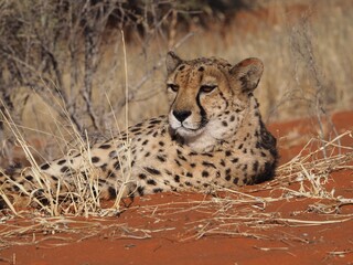 WIld Cheetah