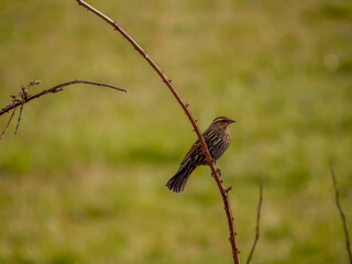 Red-Winged Blackbird on a Thorny Branch