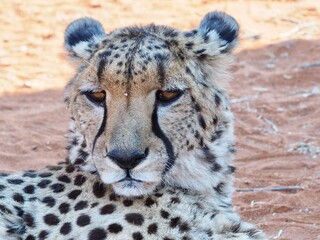 Cheetah