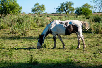 beautiful white horse with brown spots eating grass
