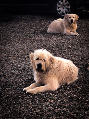 golden retriever puppy