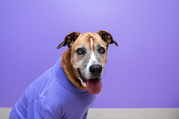 Dog in a sweater, dog at work with a purple wall. Pets at work concept, pets working like people.  