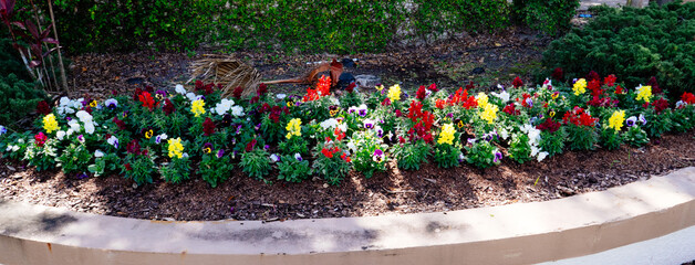 Beautiful snapdragon flower in winter of Florida