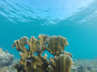 corail