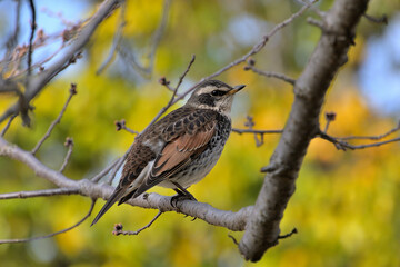つぼみが膨らみ始めた桜の枝にとまったツグミ
