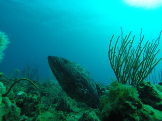 corail