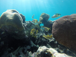 poisson
