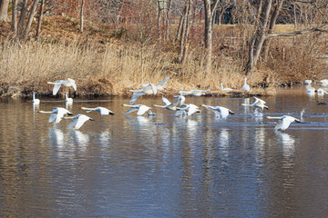 A flock of swans returning from Japan to the northern country