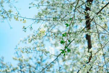 桜