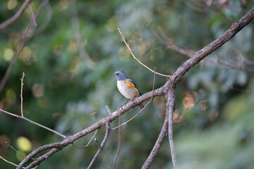枝にとまったルリビタキ