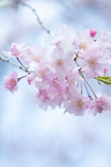 Fototapeta premium 枝垂桜