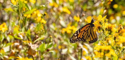 Mariposa monarca Danaus plexippus sobre flores color amarillo en primavera