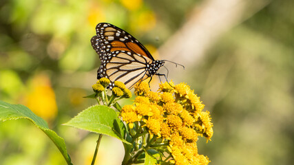 Mariposa monarca Danaus plexippus sobre flores color amarillo en primavera
