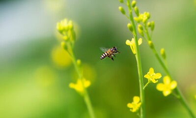 bee on a yellow flower