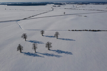 Winter oaks group on snowy field with shadows, aerial