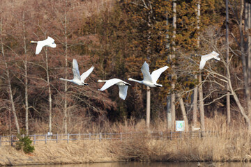 A flock of swans returning from Japan to the northern country