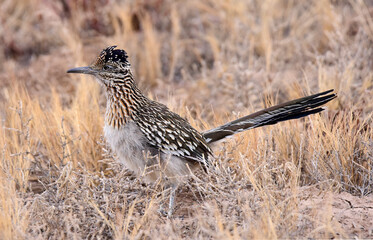 elusive roadrunner bird  foraging in the brush land in winter in the bosque del apache national wildlife refuge near socorro, new mexico 