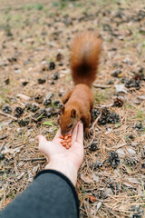 Squirrel eats nuts from hand