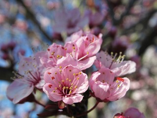 pretty closeup pink plum blossom in spring