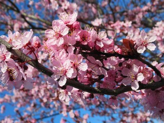 pretty closeup pink plum blossom in spring