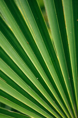 Green leaves of palm tree close up