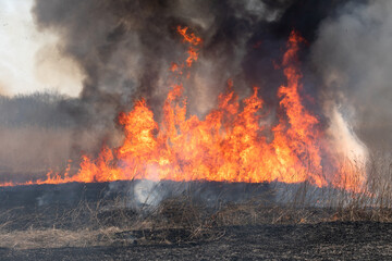 燃え上がる炎　葦の群生地の野焼き