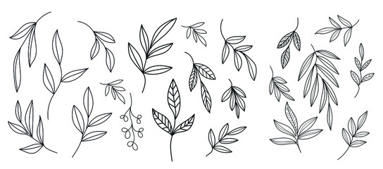 Graphic plant. Linear botanical nature element. Vector design. Spring and summer concept. Minimalism graphic drawing. 