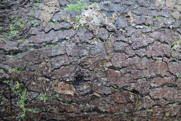 The natural texture of tree bark. The trunk of an old tree, covered with lichen and moss. Natural wood background with bark patterns.