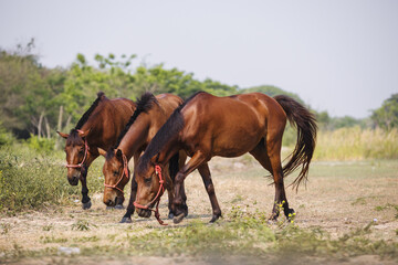 A group of horse and foal in field