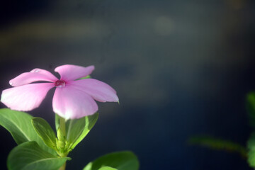 dew on the pink flower