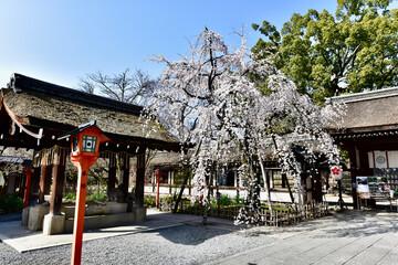 京都の平野神社の枝垂れ桜
