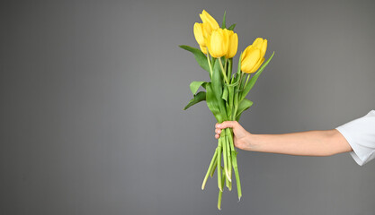 Yellow tulips in hand on gray background with copy space. Festive banner for website.