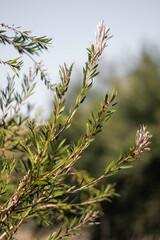 close up of a branch of a willow