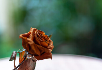 Dried orange rose on nature blurred background. sad valentine concept.