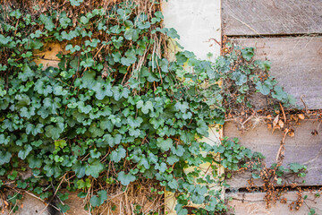 ivy on wall