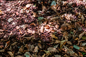 dried leaves