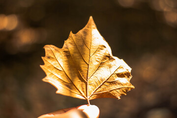 autumn leaves on the ground