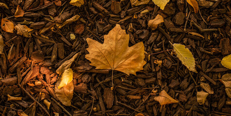 autumn leaves on the ground