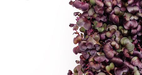 Radish sango microgreens with purple leaves in a tray on a white background.The concept of healthy eating,vegan concept.Home gardening.Top view,copy space.