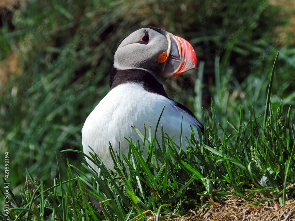 Wall mural colorful atlantic puffin in his nesting colony on a sunny summer day in the eastern fjotds of iceland