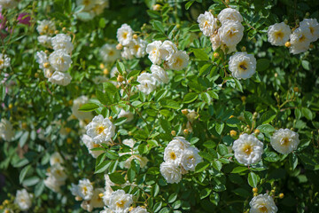 Fototapeta premium Beautiful climbing roses in spring in the garden